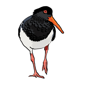 Oyster Catcher